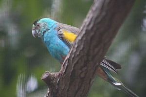 Golden-shouldered Parrot, Australian endemic.
