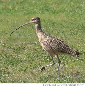 hotspot-hefner-curlew