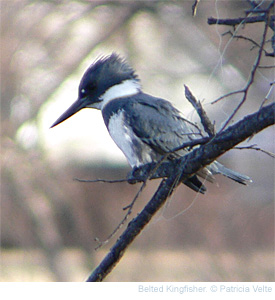 kingfisher