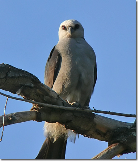 mississippi kite bird in flight