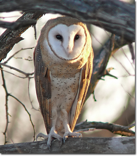 owl-barn-feature-lg5