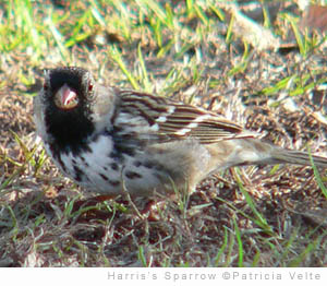 sparrow-harris-VELTE