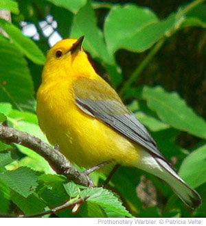 warbler-prothonotary