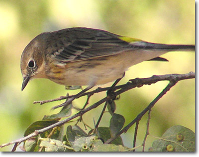 warbler-yellow-rump-lg2