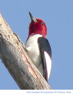 woodpecker-rh1