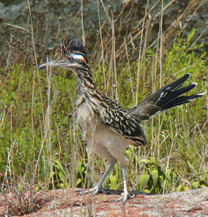 Greater Roadrunner  Oklahoma Department of Wildlife Conservation