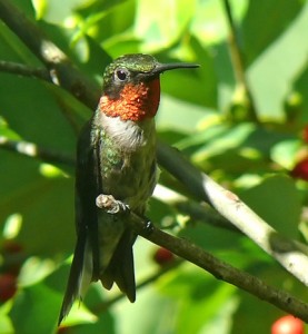 Oklahoma Hummingbirds – Oklahoma City Audubon Society