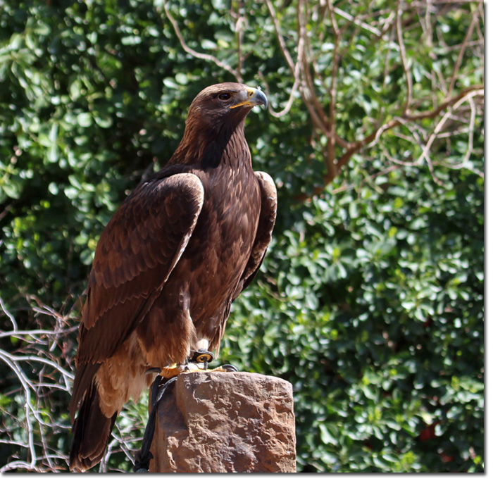 Golden Eagle Oklahoma City Audubon Society