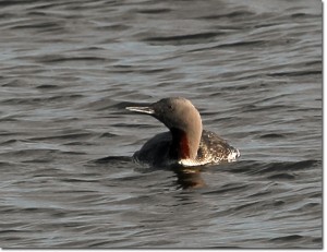 Red-throated Loon. ©Patricia Velte