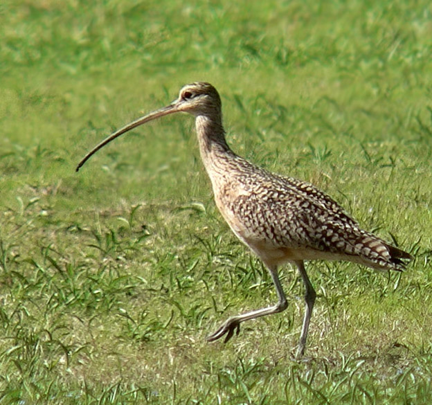 Long-billed Curlew. © Patricia Velte