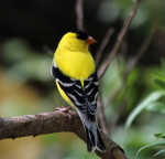 American Goldfinch – Oklahoma City Audubon Society