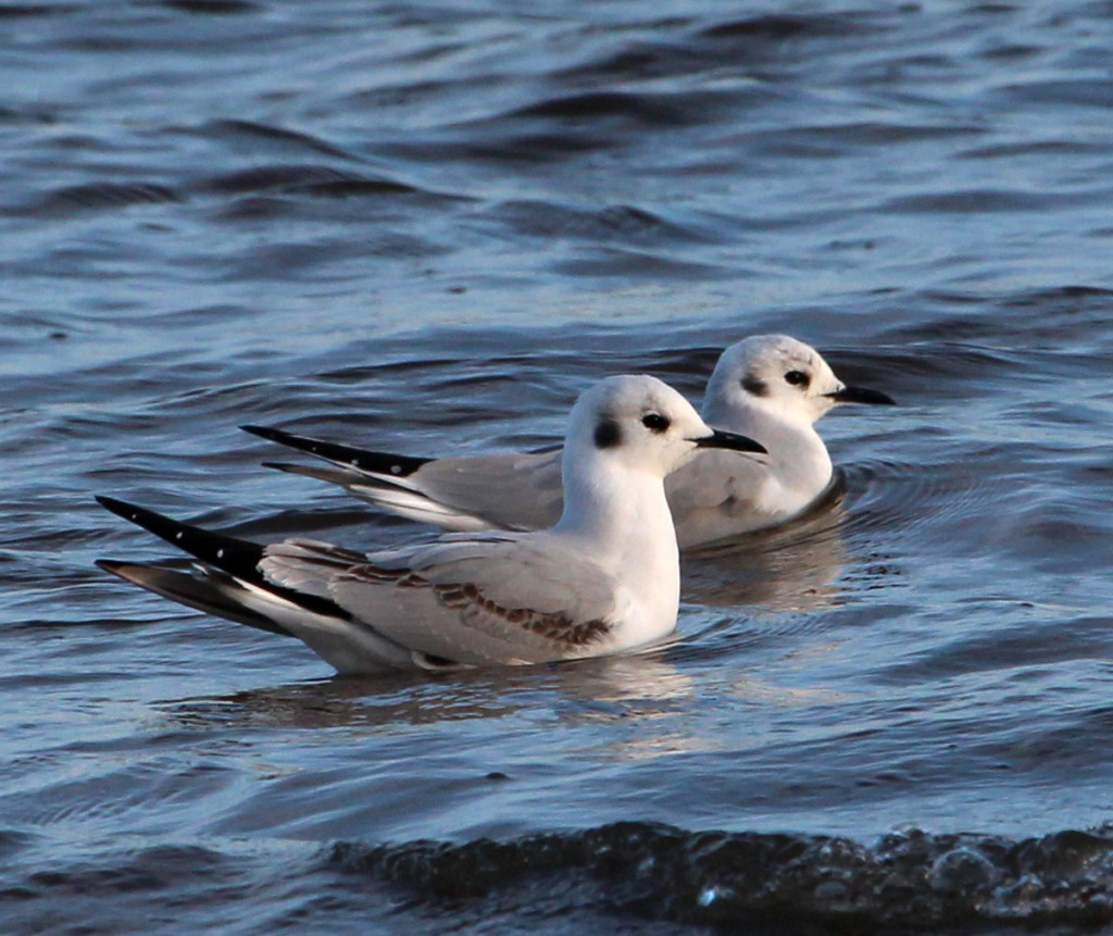 Bonaparte's Gull. © Patricia Velte