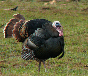 Wild Turkey. © Patricia Velte