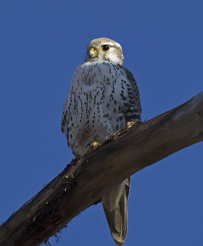 Prairie Falcon © Patricia Velte