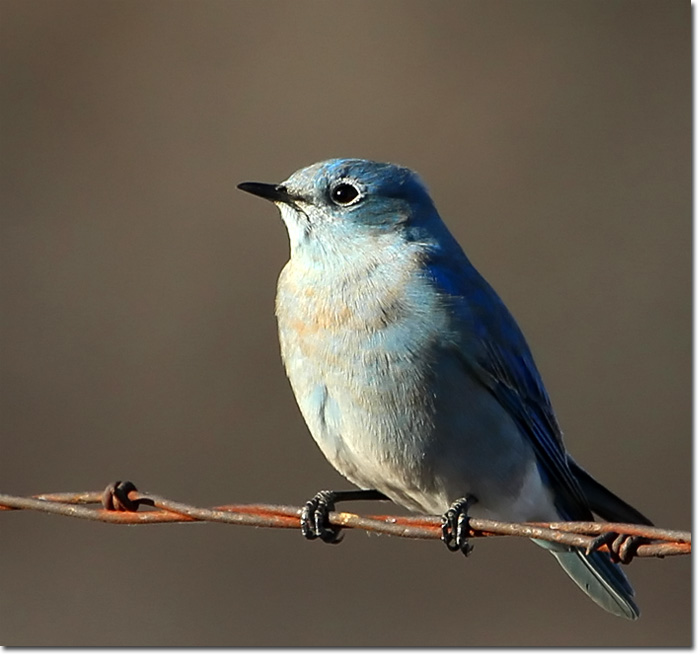 Mountain Bluebird – Oklahoma City Audubon Society