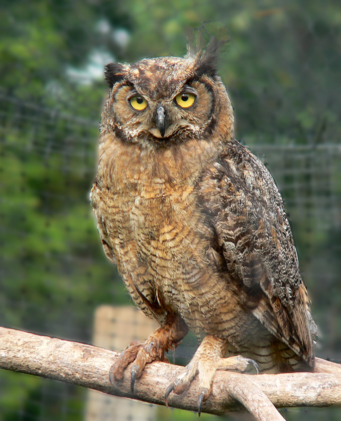 great-horned-owl-oklahoma-city-audubon-society