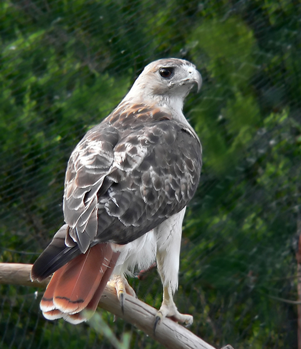 Red Tailed Hawk Oklahoma City Audubon Society