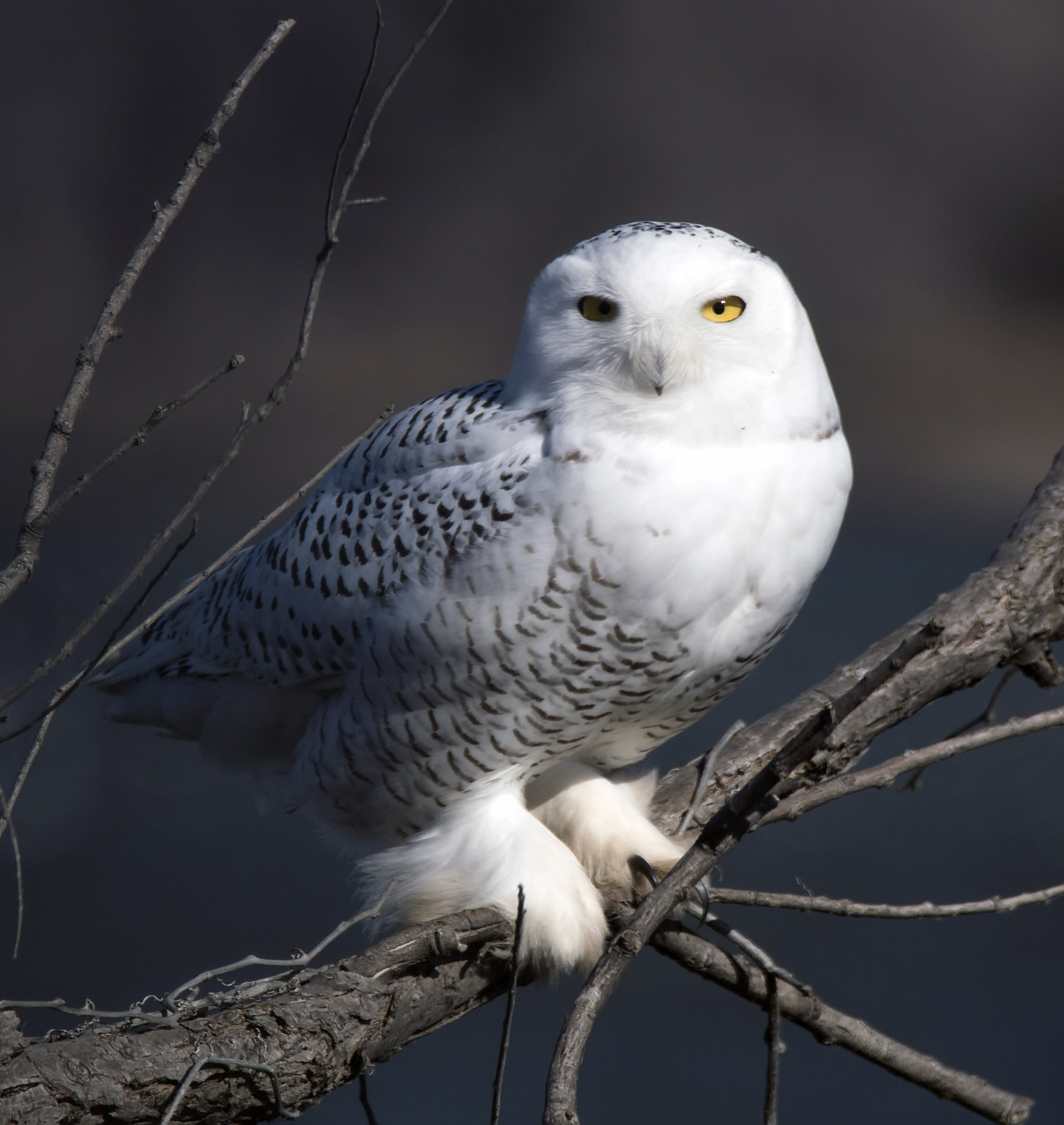 Snowy Owl – Oklahoma City Audubon Society