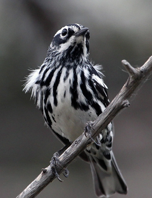 black and white warbler female