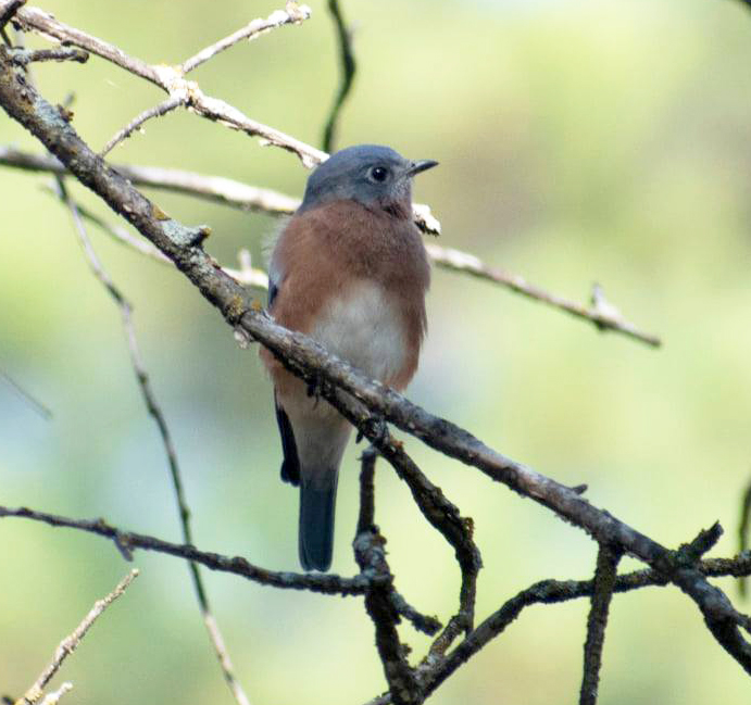 Mountain Bluebird – Oklahoma City Audubon Society