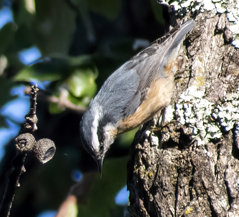 Red-Breasted Nuthatch